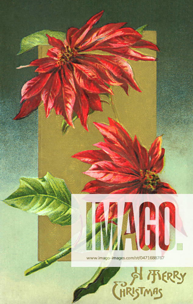 Poinsettias Poinsettias Date: 1911