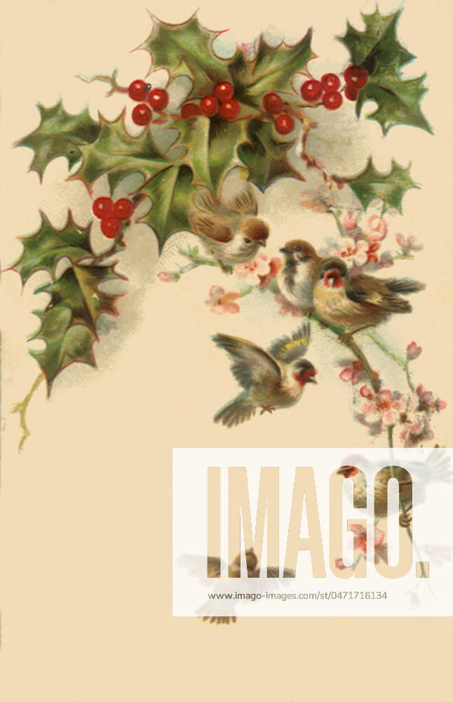 Birds Flock to Holly Birds Flock to Holly Date: 1910