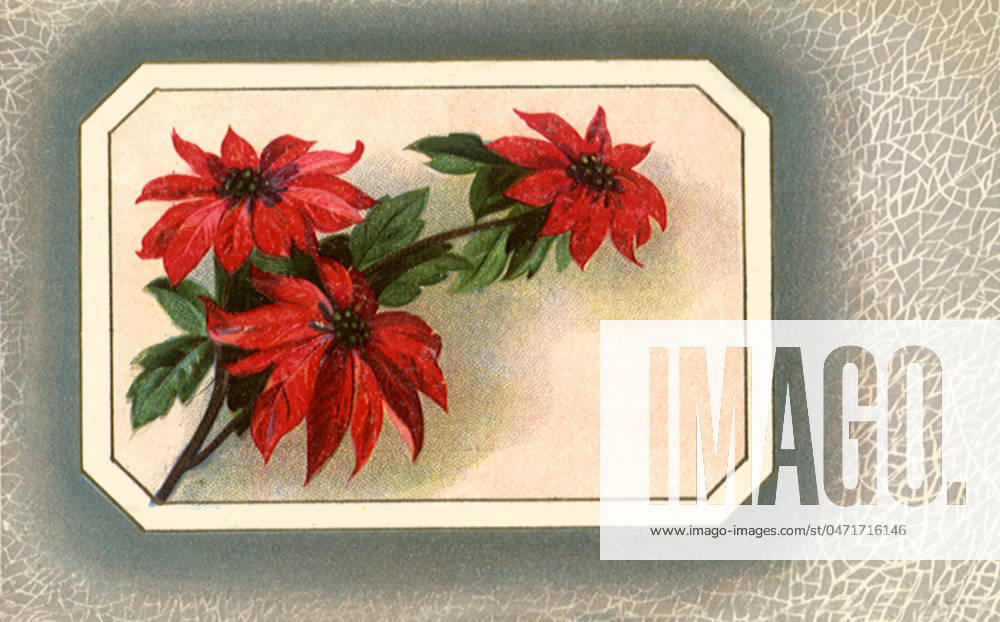 Poinsettias Poinsettias Date: 1910