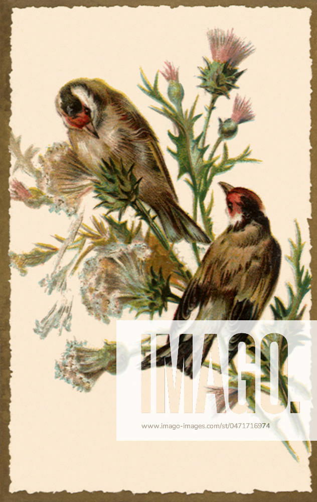 Birds Perched on Plant Birds Perched on Plant Date: 1910