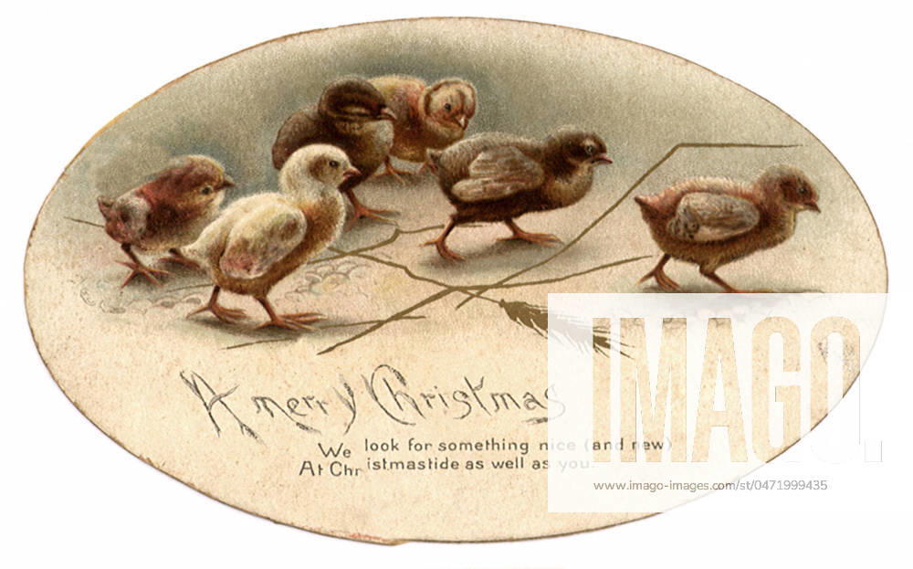 Christmas Chicks Christmas Chicks Date: 1910