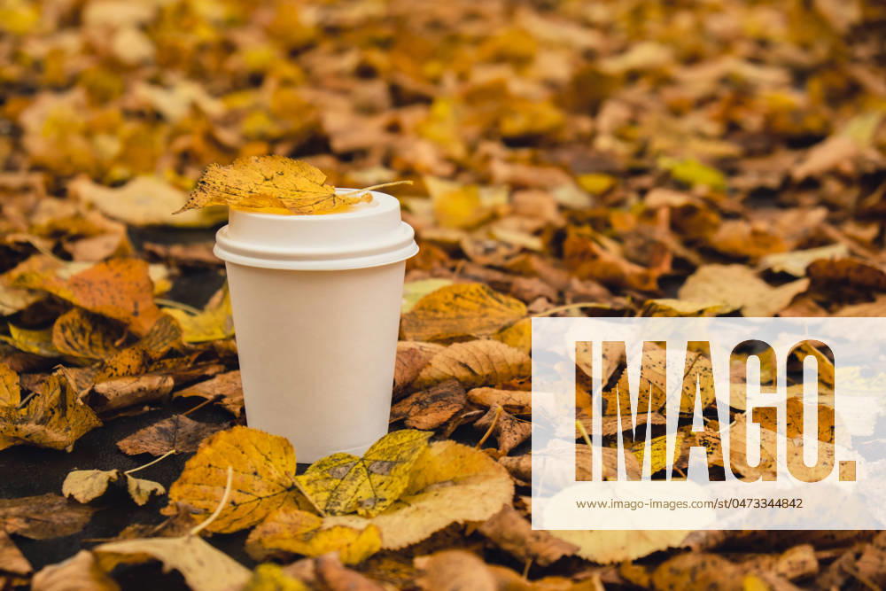 Eco zero waste white paper cup copy space mockup. Fall leaves and cup of tea coffee to go next to autumn nature. Unite with nature Eco zero waste white paper cup copy space mockup. Fall leaves and cup of tea coffee to go next to autumn nature. Unite with nature cottagecore