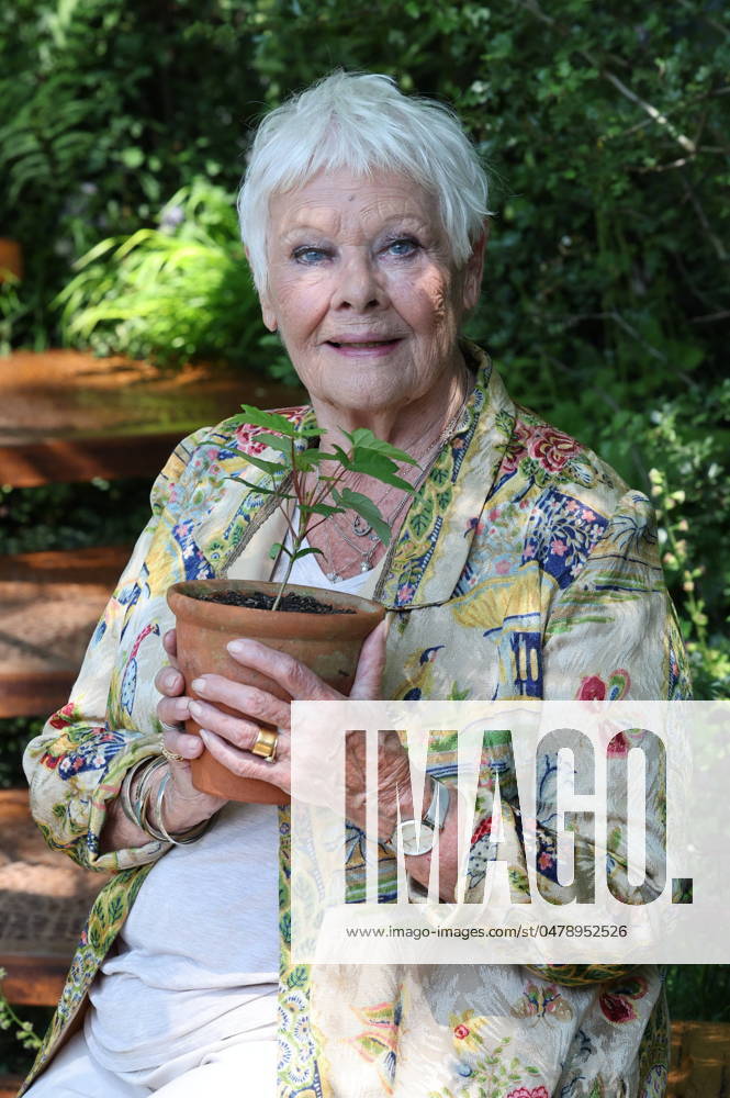. 20 05 2024. London, United Kingdom. Dame Judi Dench with a Sycamore Gap sapling on the first day of the Chelsea Flower Show in London. xStephenxLockx xi-Imagesx IIM-25230-0060