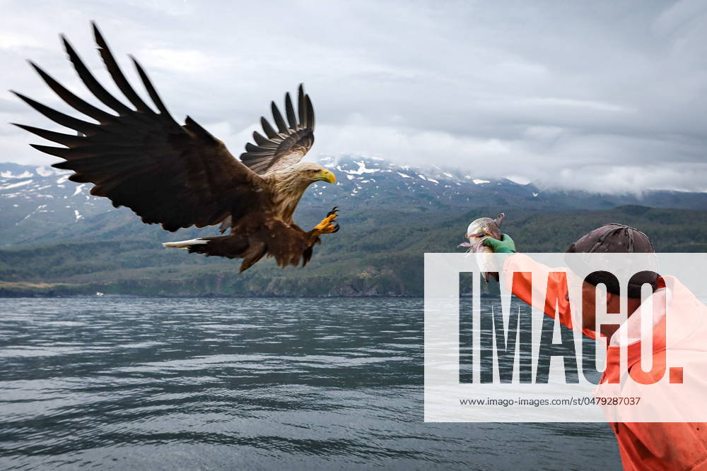 RUSSIA, SAKHALIN REGION - MAY 21, 2024: Captain Yevgeny Nikitin gives a cod to a white-tailed eagle on board a PMB-19 vessel of the Kurilsky Rybak enterprise, a subsidiary of the Gidrostroy group of companies, fishing for cod in the Sea of Okhotsk off Iturup Island. Yuri Smityuk TASS 70305505