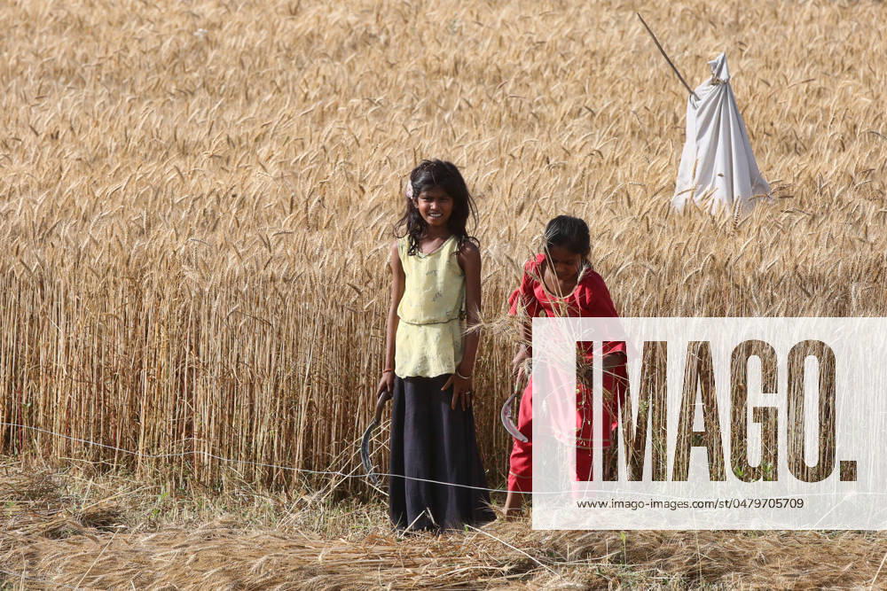 Wheat Harvest In Uttar Pradesh Children are harvesting wheat in Dhampur, Uttar Pradesh, India, on April 19, 2024. Dhampur Uttar Pradesh India