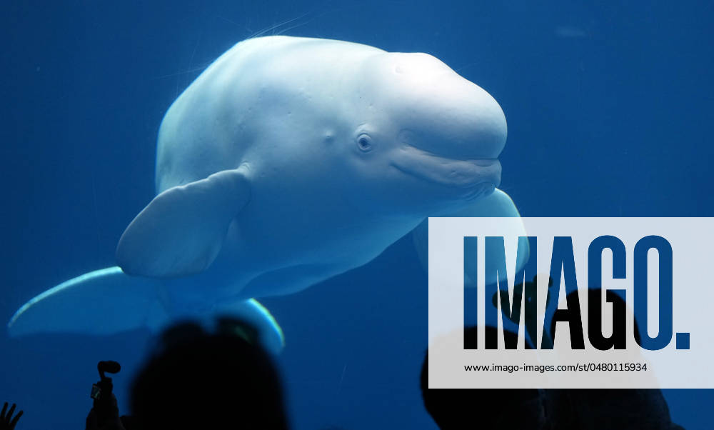 KW21 (240523) -- BEIJING, May 23, 2024 -- Tourists view a white whale at Sunasia Ocean World in Dalian, northeast China s Liaoning Province, May 22, 2024. Various scenic spots in Dalian see surging tourists as the coastal city reaches the peak of its tourism season. The sites as zoos and aquariums even the natural places where tourists can see wild animals are among the increasingly popular destinations for the tourists. ) XINHUA PHOTOS OF THE DAY ZhangxLei