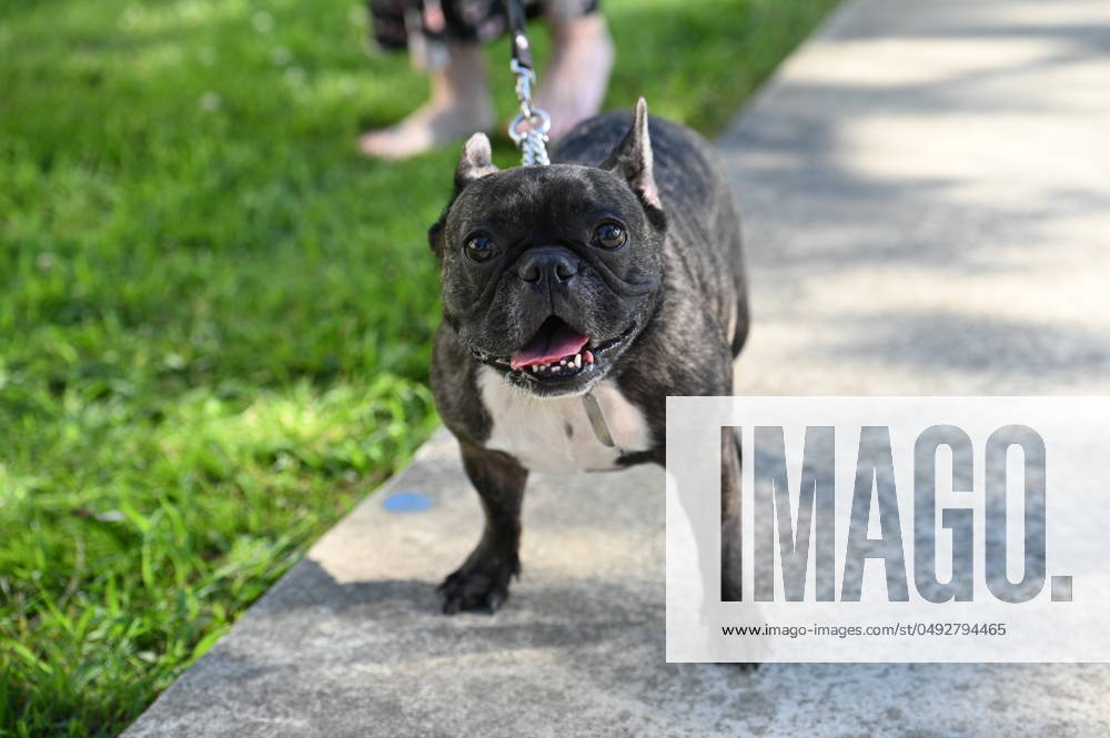 Russia French Bulldog Parade 8697203 02.06.2024 A dog walks during the French Bulldog Parade as part of the Sea of Paws festival on the federal territory of Sirius, in Sochi, Russia. Ekaterina Lyzlova Sputnik Sochi Russia