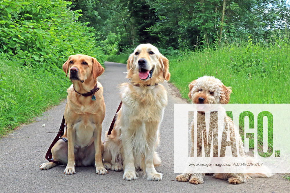 Group of dogs on a walk Three dogs sit together on a path during a walk and take a short break