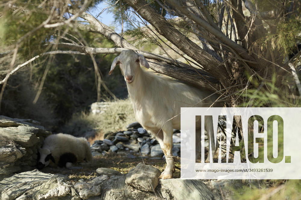 A white goat stands on a rocky terrain, with trees in the background and a resting sheep visible beneath the brush. Folegandros Greece bola01018