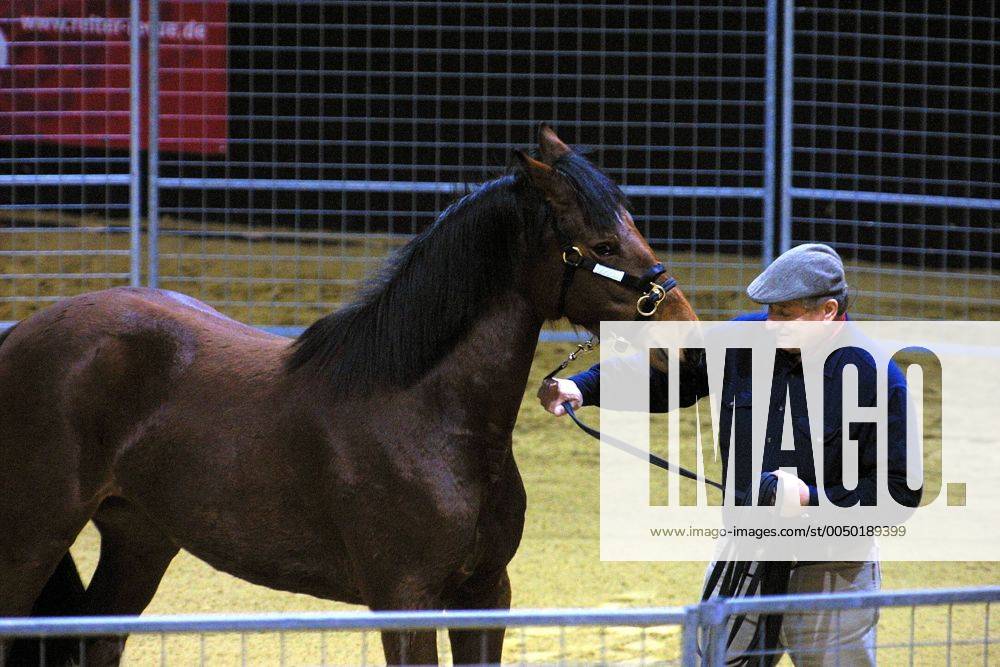 Pferdetrainer Monty Roberts (USA) bei einer Vorführung - Equitana 2003