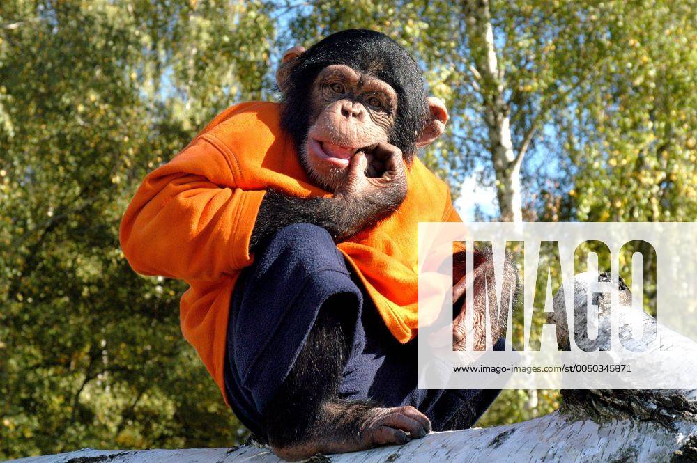 Schimpanse Charly aus der ZDF-Fernsehserie -Unser Charly- sitzt auf einem Baum
