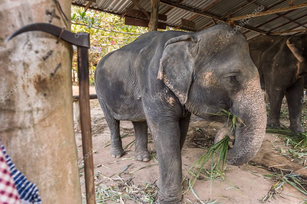 Hook control elephants. Unethical elephant tourism in Thailand