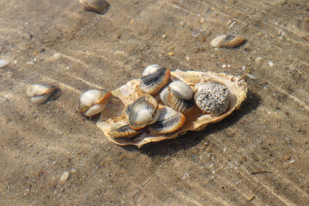 Common cockles underwater on seabed - species of edible saltwater clams