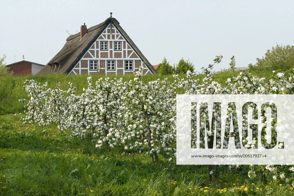 Blühende Apfelplantage hinter einem Fachwerkhaus im Alten Land bei Hamburg