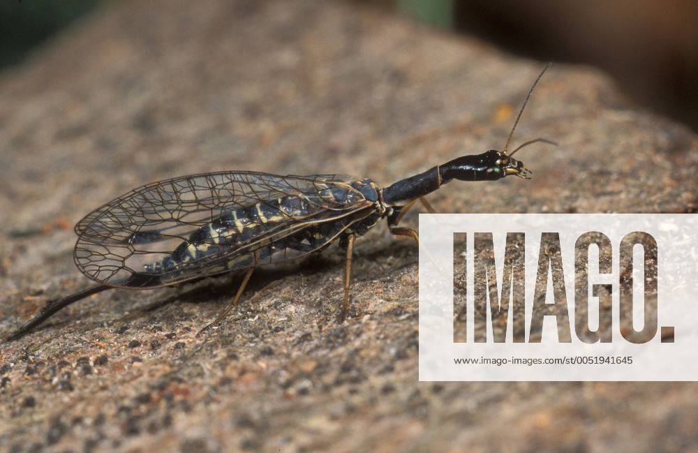 Kamelhalsfliege (Raphidioptera) - iblmak00167919