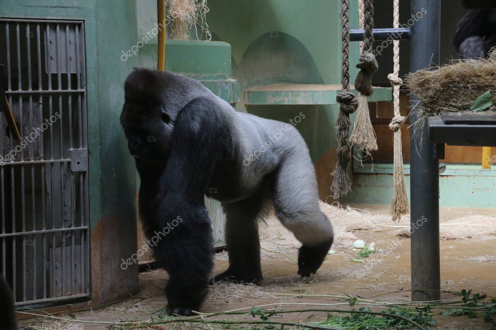 Gorilla named Bokito in the Rotterdam Blijdorp Zoo, famous due to his escape in 2007 when people get wounded