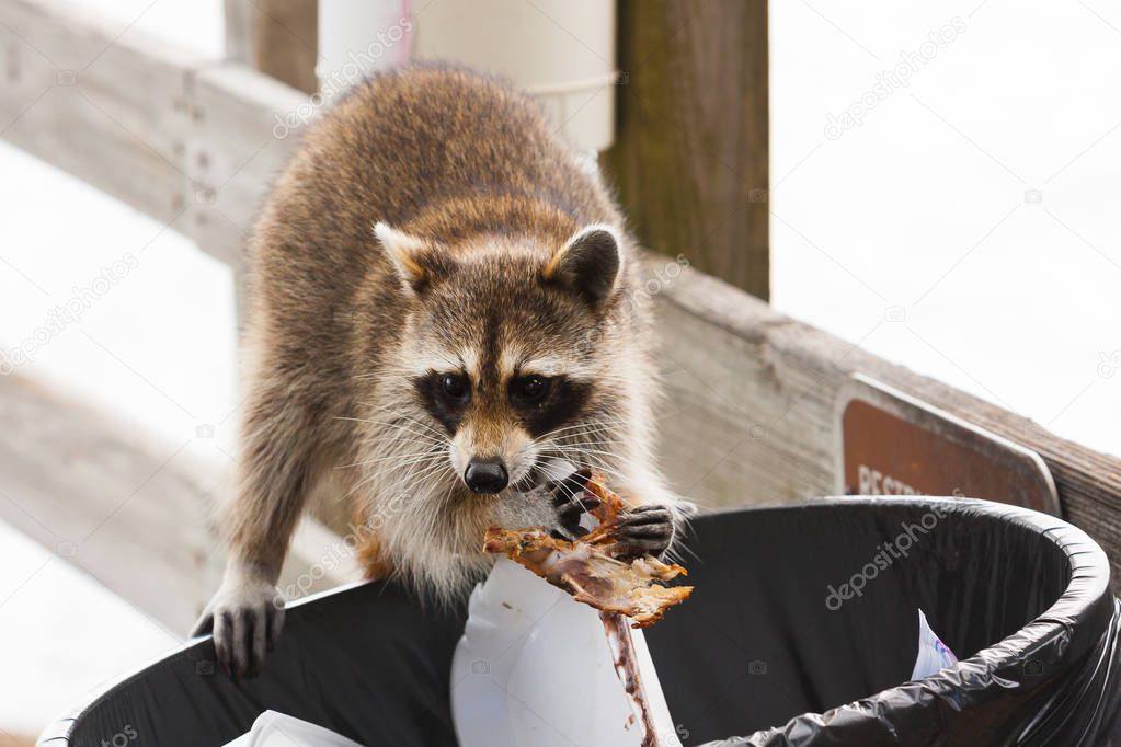 Raccoon looking for food in trash can