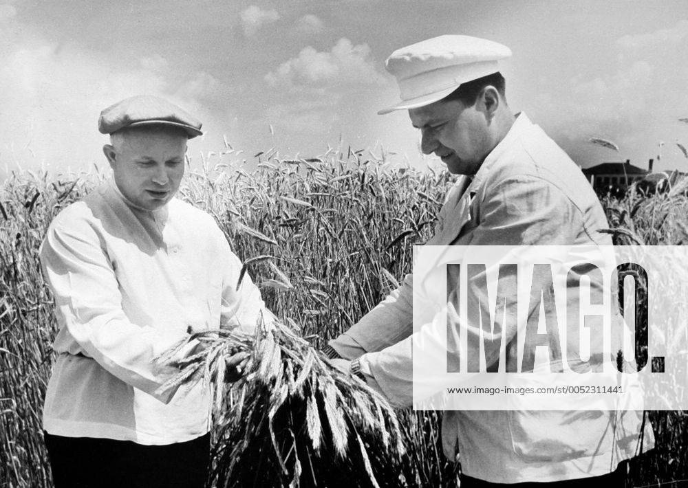 Nikita Chruschtschow (li., UdSSR ZK KPdSU) begutachtet die Kamyschenko-Methode in der Ukraine - - NOxSUBAGENTS - SMA012-372