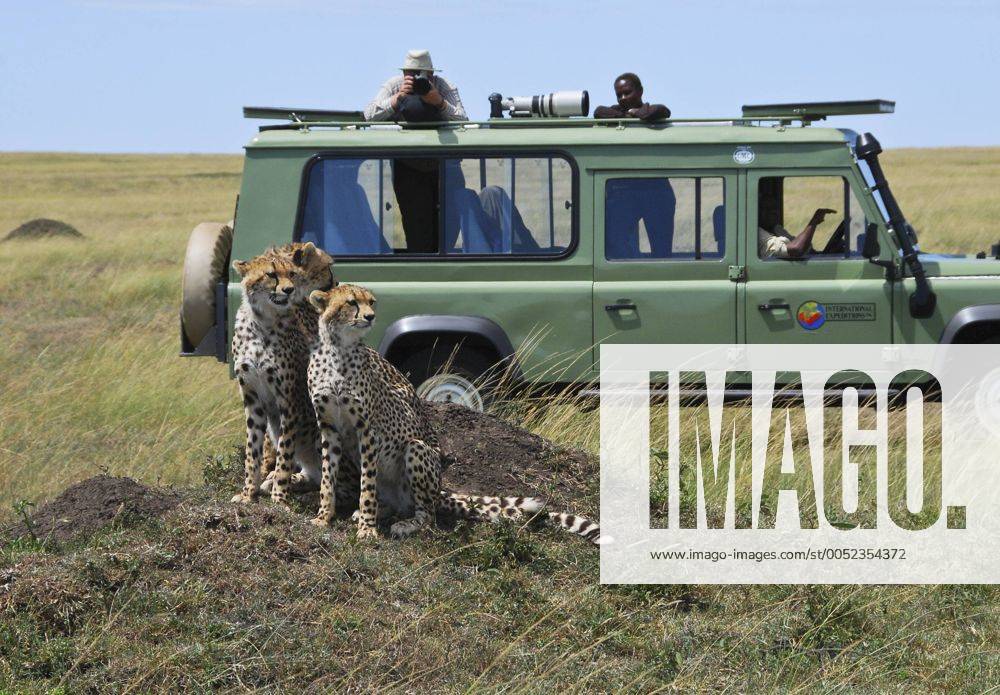 Gepardengruppe (Acinonyx jubatus) vor einem Fotograf mit Kamera im Safarijeep, Masai Mara National Reservat (ibxmox00610510)