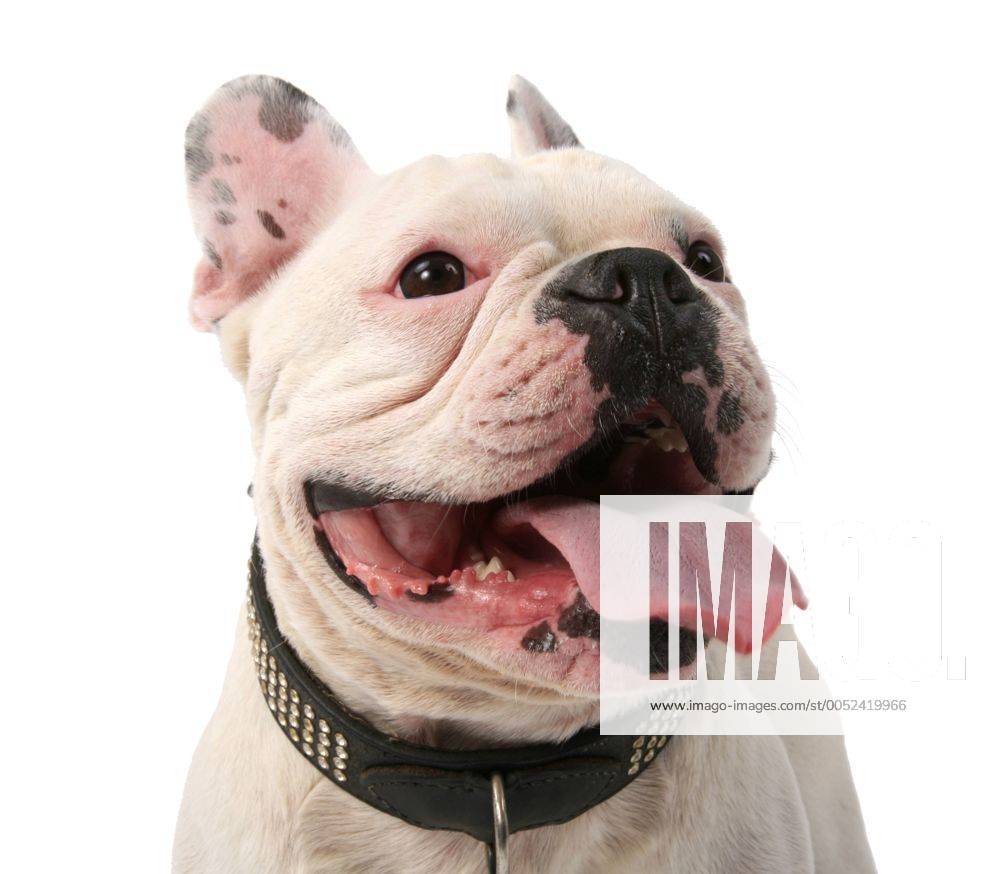 Französische Bulldogge (Canis lupus f. familiaris) McPBLWS