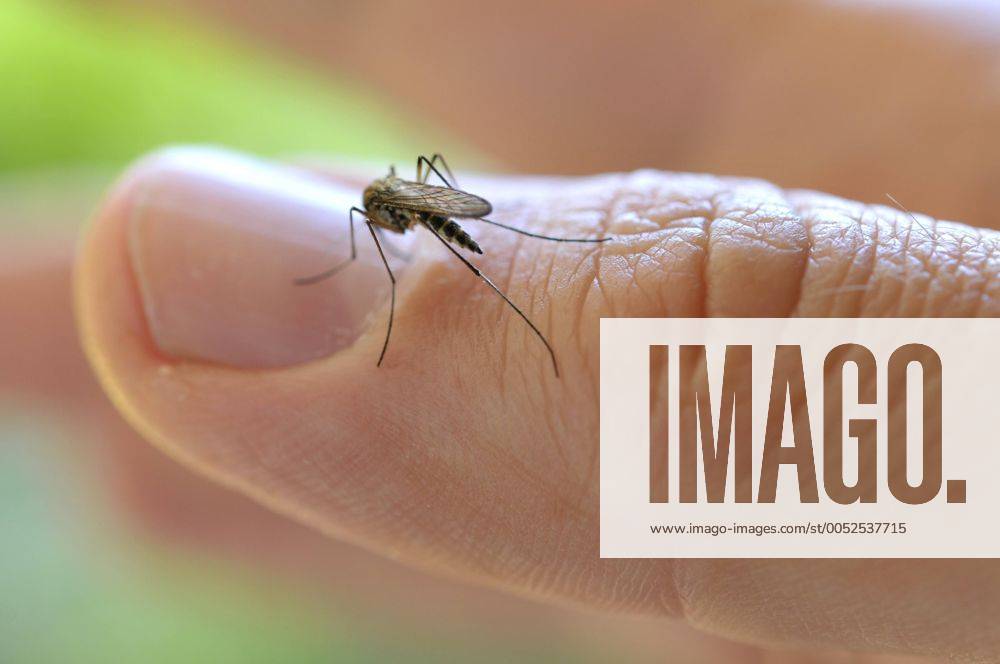 Gemeine Stechmücke (Culex pipiens) setzt auf einem Daumen zum Stich an