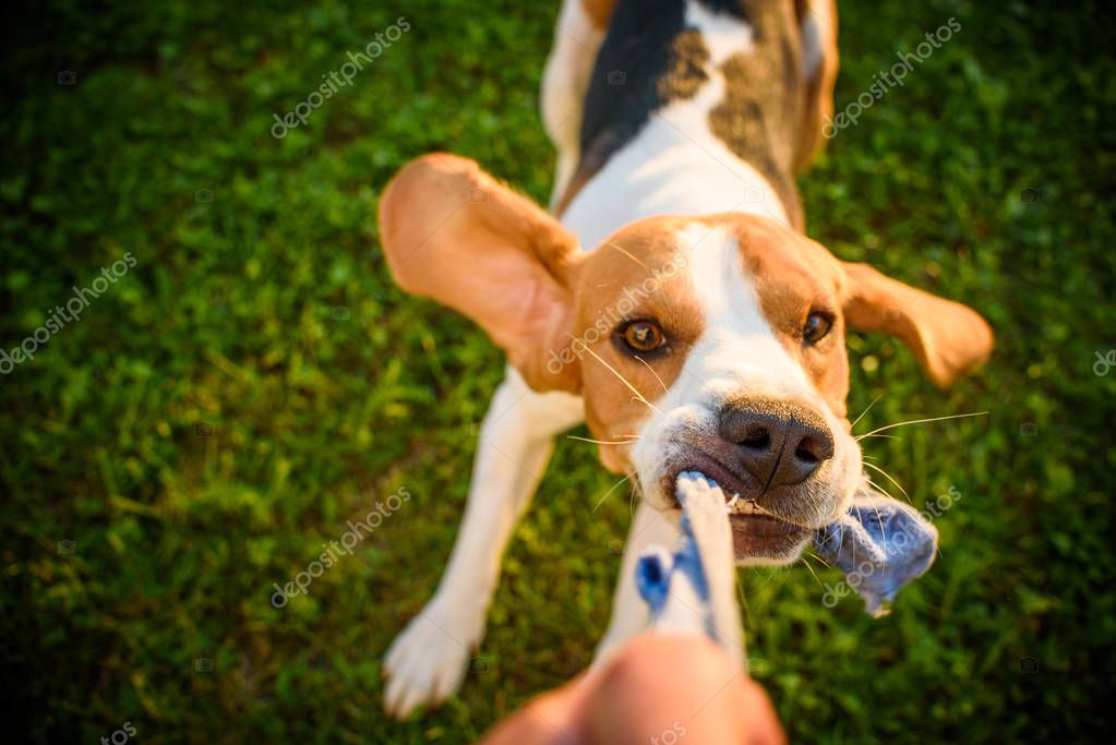 Dog beagle Pulls strap toy sock and Tug-of-War Game in garden outdoors summer day fun