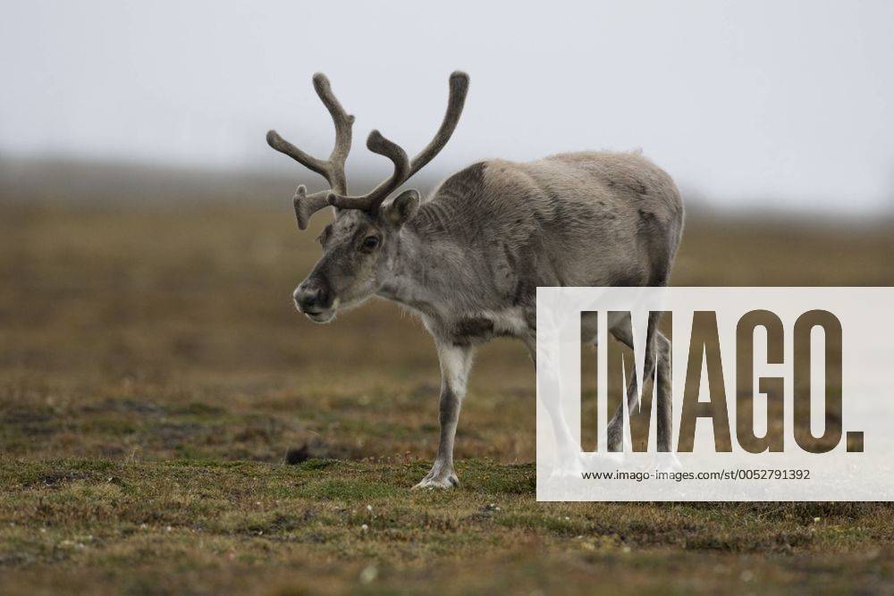 Rentier (Rangifer tarandus), Spitzbergen - Norwegen - McPPUM