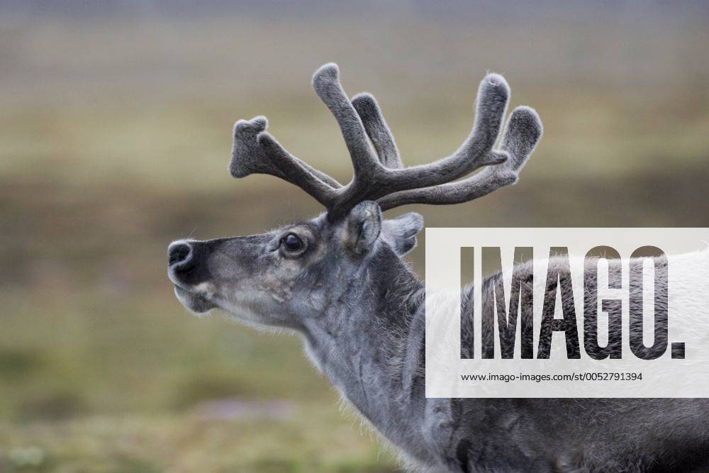 Rentier (Rangifer tarandus), Spitzbergen - Norwegen - McPPUM