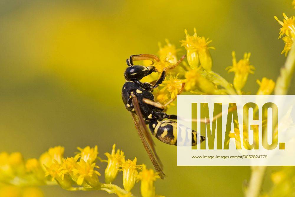 Gemeine Wespe (Vespula vulgaris) -ibxcam01016784