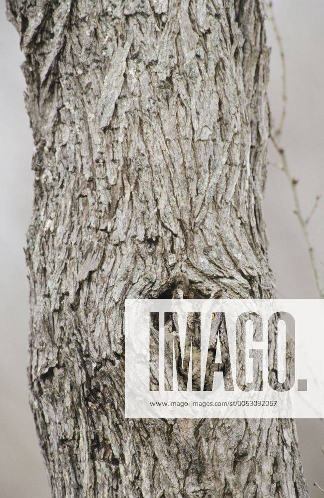 Ausgewachsene Ost-Kreischeule, Östliche Kreischeule (Megascops asio, Otus asio) schläft in Loch in Mesquite-Baum, Tarnfarben, Willacy County, Rio Grande Valley, Süd-Texas, USA iblrnp01038575