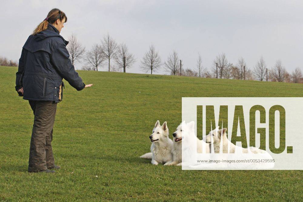 Weisser Schweizer Schaeferhund, Berger Blanc Suisse (Canis lupus f. familiaris), Frau uebt mit 3 Hunden auf einer Wiese Berger Blanc Suisse (Canis lupus f. familiaris), woman training with three dogs in a meadow BLWS142369