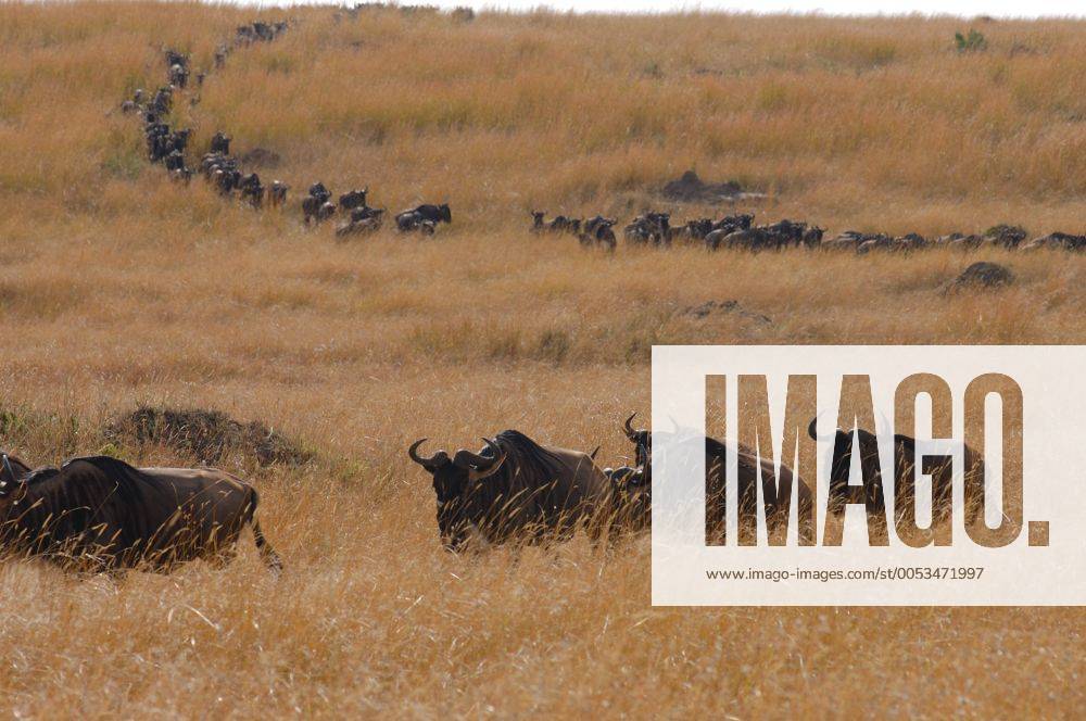 Gnu, Streifengnu, Streifen-Gnu, Weissbartgnu, Weissbart-Gnu (Connochaetes taurinus), wandernde Herde, Kenia, Central, Masai Mara NP, Narok blue wildebeest, brindled gnu, white-bearded wildebeest (Connochaetes taurinus), migrating herd, Kenya, Central, Masai Mara NP, Narok BLWS084264