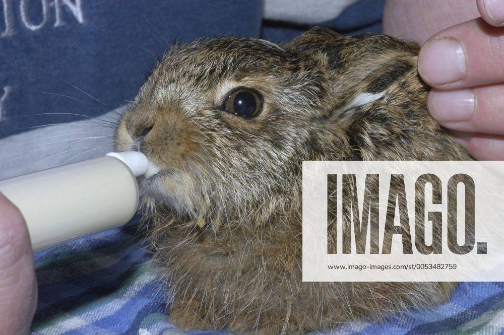 Europaeischer Hase, Europaeischer Feldhase (Lepus europaeus), Flaschenaufzucht eines Junghasen. European hare (Lepus europaeus), young hare, rearing by hand. BLWS022166
