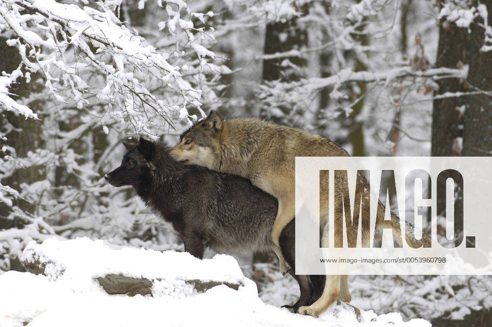 Timberwolf, Timber-Wolf, Kanadischer Grauwolf (Canis lupus lycaon), Paarung im Winter timber wolf (Canis lupus lycaon), mating in winter BLWS161328