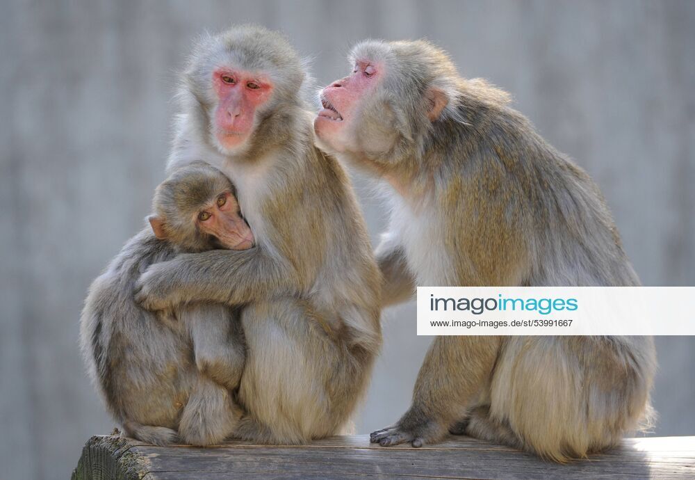 Schneeaffe, Schnee-Affe, Japanmakak, Japanmakake, Japan-Makak, Japanmakake, Japan-Makake, Rotgesichtsmakak, Rotgesichts-Makak, Rotgesichts-Makake, Rotgesichtsmakake (Macaca fuscata), drei Tiere Japanese macaque, snow monkey (Macaca fuscata), three individuals BLWS171486