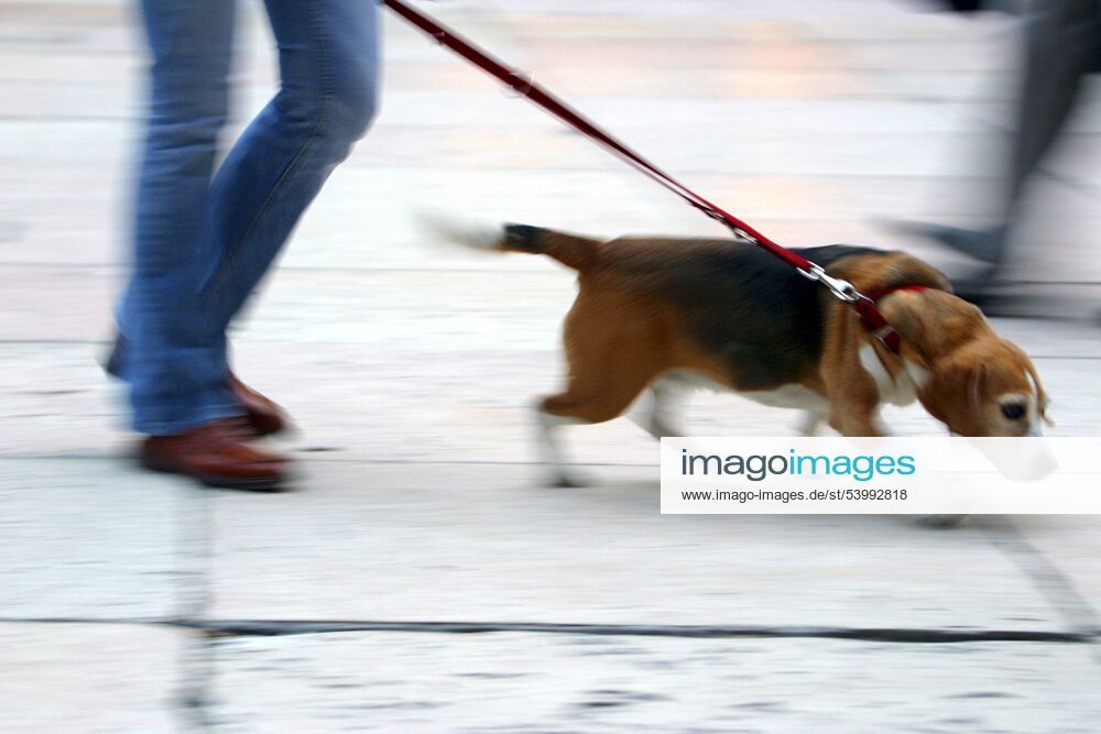 Hund zerrt sein Herrchen ueber einen Platz, Italien, Veneto, Verona dog tearing at the leash on a square, Italy, Veneto, Verona BLWS230277