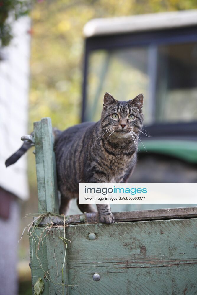 Europaeisch Kurzhaar, Keltisch Kurzhaar (Felis silvestris f. catus), getigerte Katze steht auf dem Anhaenger eines Traktors, Deutschland domestic cat, house cat, European Shorthair (Felis silvestris f. catus), tabby cat standing on the trailer of a tractor, Germany BLWS233731