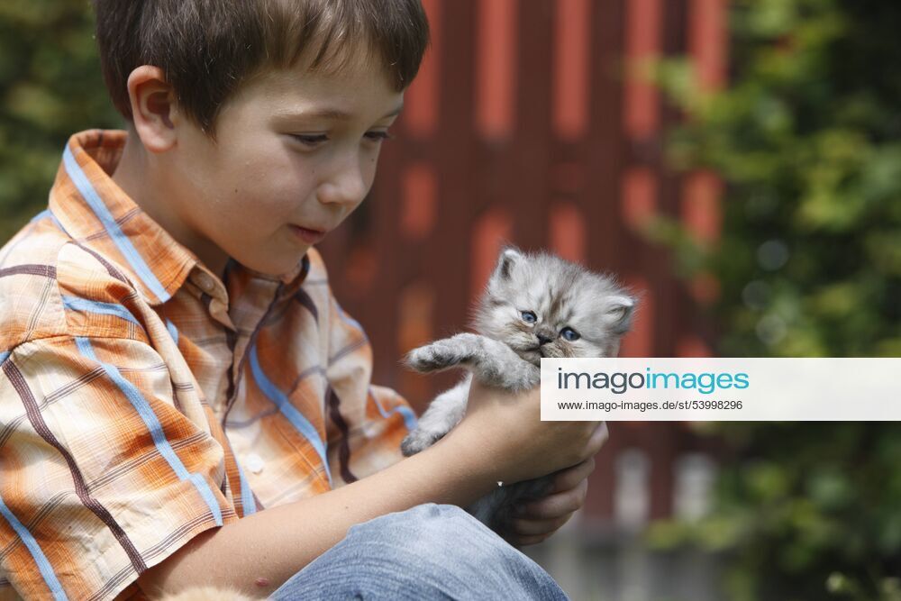 Perser, Perserkatze, Perser-Katze (Felis silvestris f. catus), Junge mit 4 Wochen alten Perserkaetzchen in den Haenden, Deutschland domestic cat, house cat, Persian (Felis silvestris f. catus), boy with a 4 weeks old Persian, Germany BLWS236435