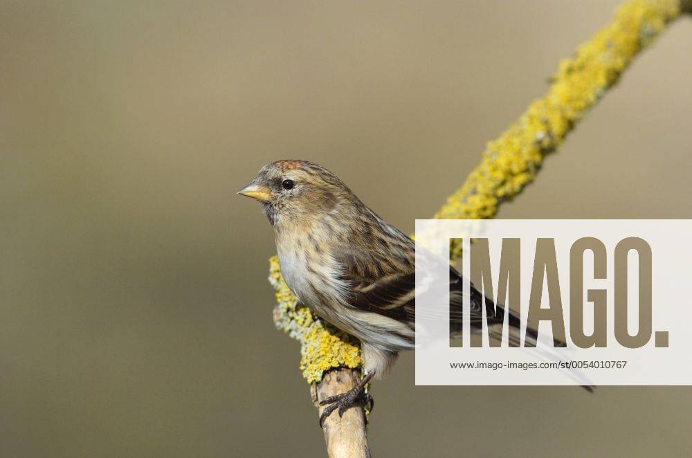 Alpenbirkenzeisig, Alpen-Birkenzeisig, Alpen-Birken-Zeisig (Carduelis flammea cabaret), auf Zweig, Deutschland, Baden-Wuerttemberg redpoll, common redpoll (Carduelis flammea cabaret), on twig, Germany, Baden-Wuerttemberg BLWS081312