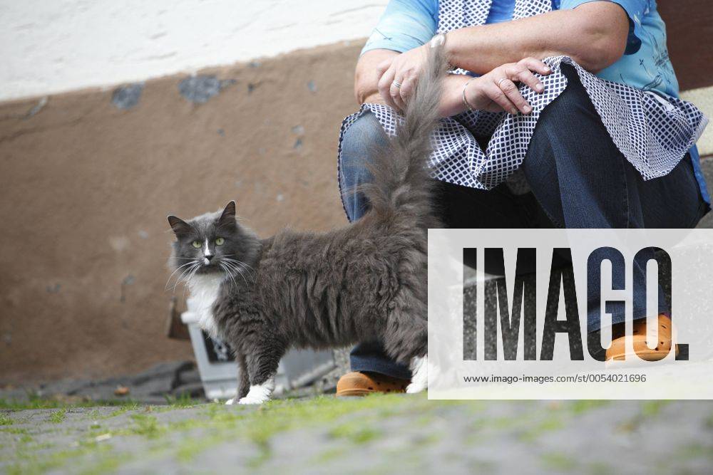Hauskatze, Haus-Katze (Felis silvestris f. catus), steht mit erhobenem Schwanz bei einer Baeuerin domestic cat, house cat (Felis silvestris f. catus), beside a woman sitting on stair BLWS233922