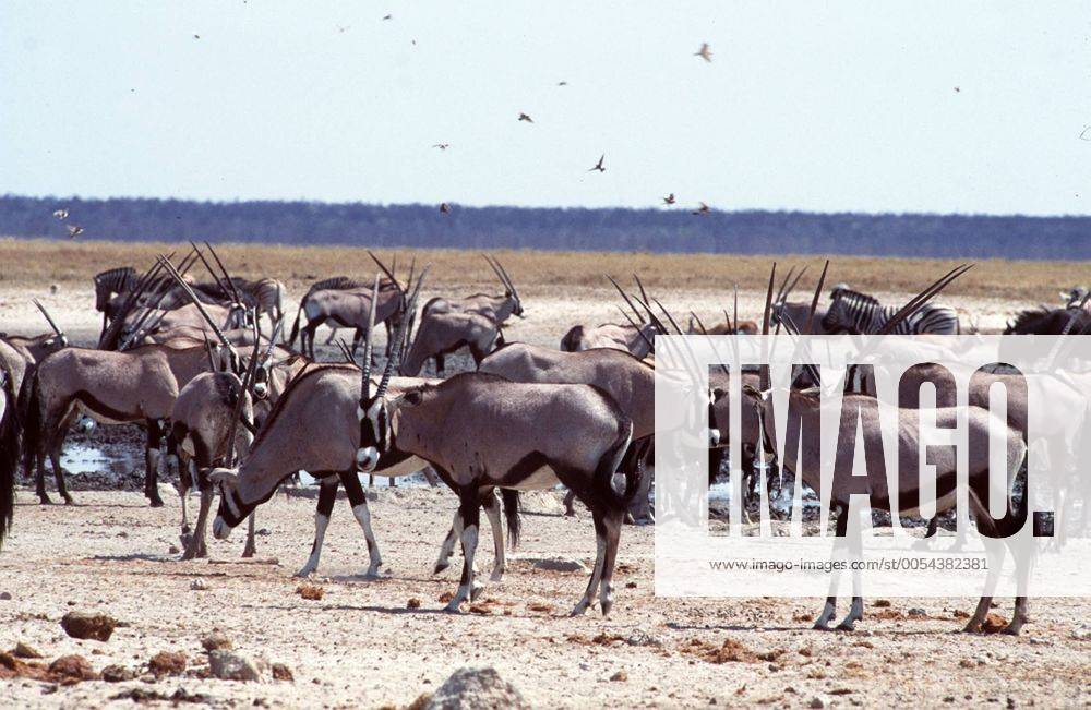 Serengeti darf nicht sterben (1959) Wenn in der Massai Mara im Süden Kenias die Dürre einsetzt, ziehen die riesigen Herden der Pflanzenfresser wie Gnus, ANTILOPEN (Foto) und Zebras weiter in die Serengeti, wo es noch genügend Nahrung gibt. T ANT , 03KPASRTLPWIL UnitedArchives05357