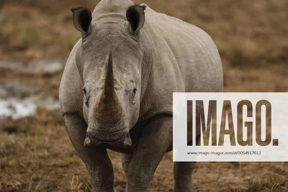 Ein Nashorn im Nationalpark Pilanesberg bei Sun City in Südafrika
