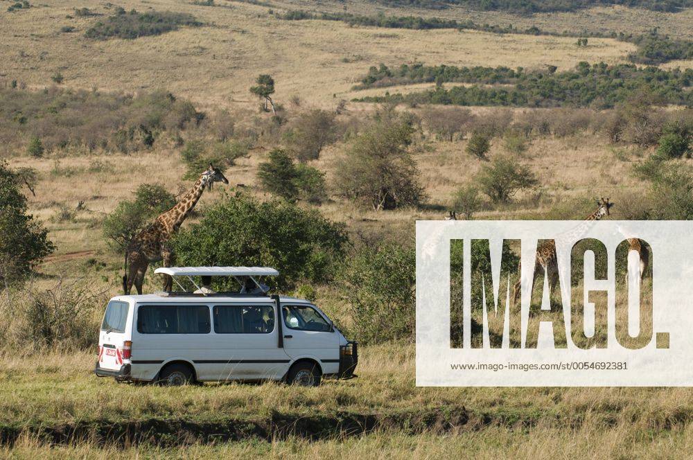 Touristen auf Safari beim Beobachten von Giraffen, Masai Mara Nationalpark, Kenia, Afrika iblspi01757366