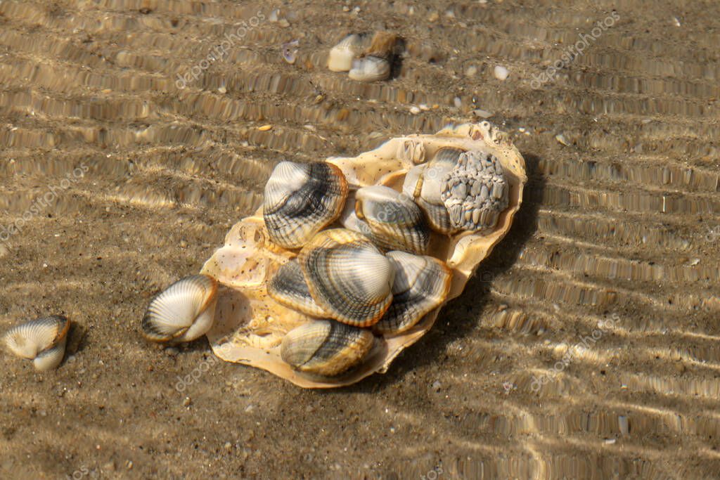 Common cockles underwater on seabed - species of edible saltwater clams