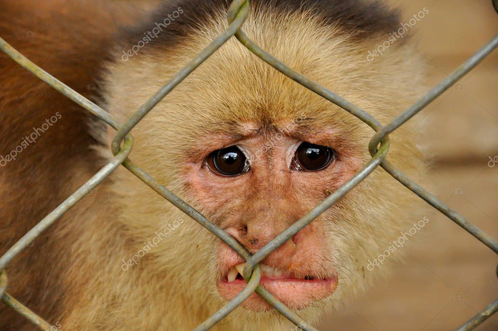 A distressed monkey behind bars with a sad and worried face.