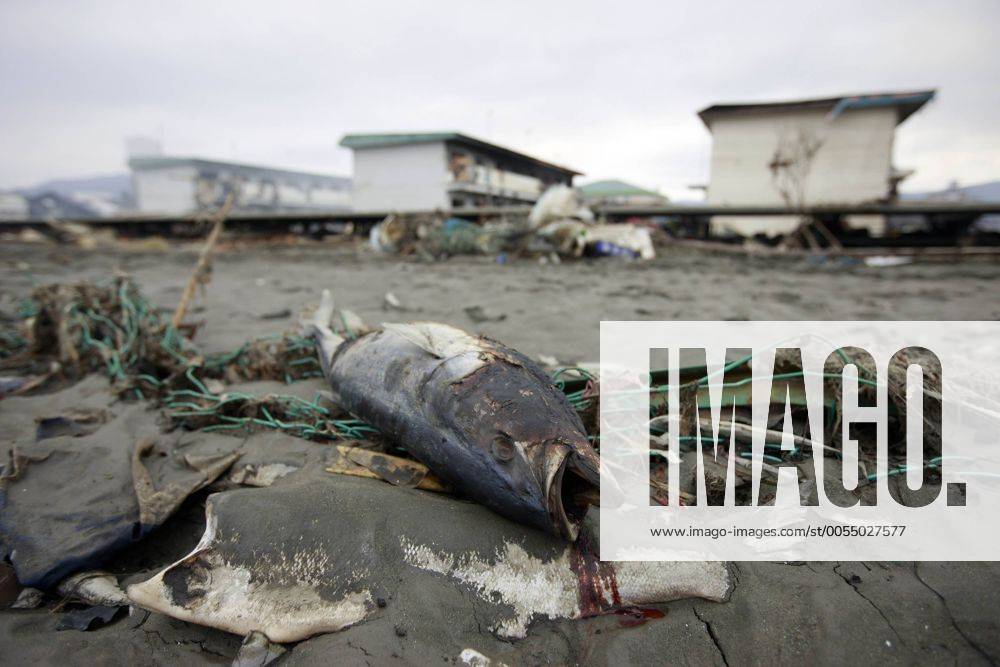 (110315) -- KESENNUMA, March 15, 2011 (Xinhua) -- A burned fish is seen in the quake-hit area of Kesennuma city, Miyagi Prefecture, Japan, March 15, 2011. (Xinhua Ren Zhenglai) (zcc) JAPAN-QUAKE