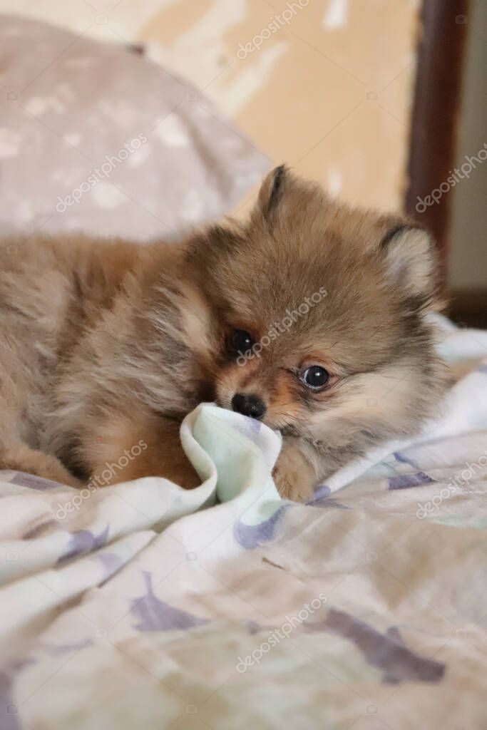 Closeup shot of cute puppy at home interior