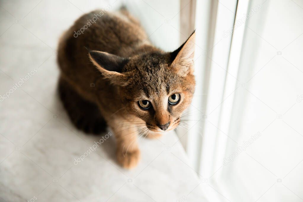 Beautiful and rare scared Caracat F1 cat