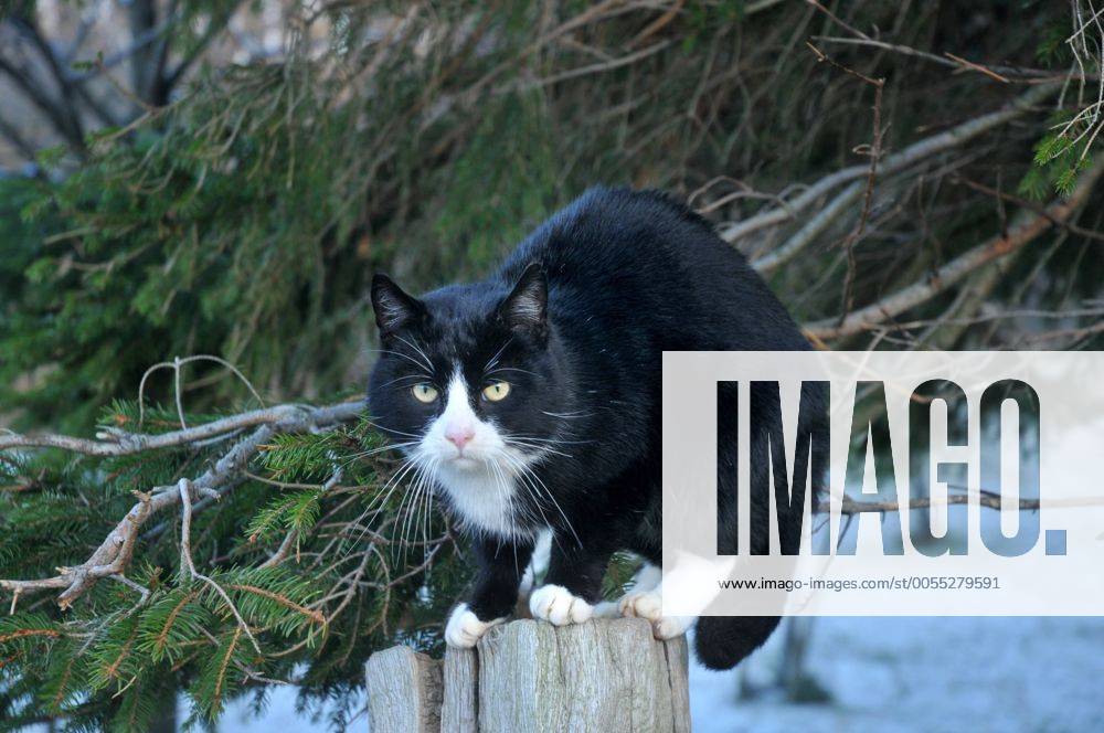 Katze sitzt auf einem Pfosten und macht einen Buckel
