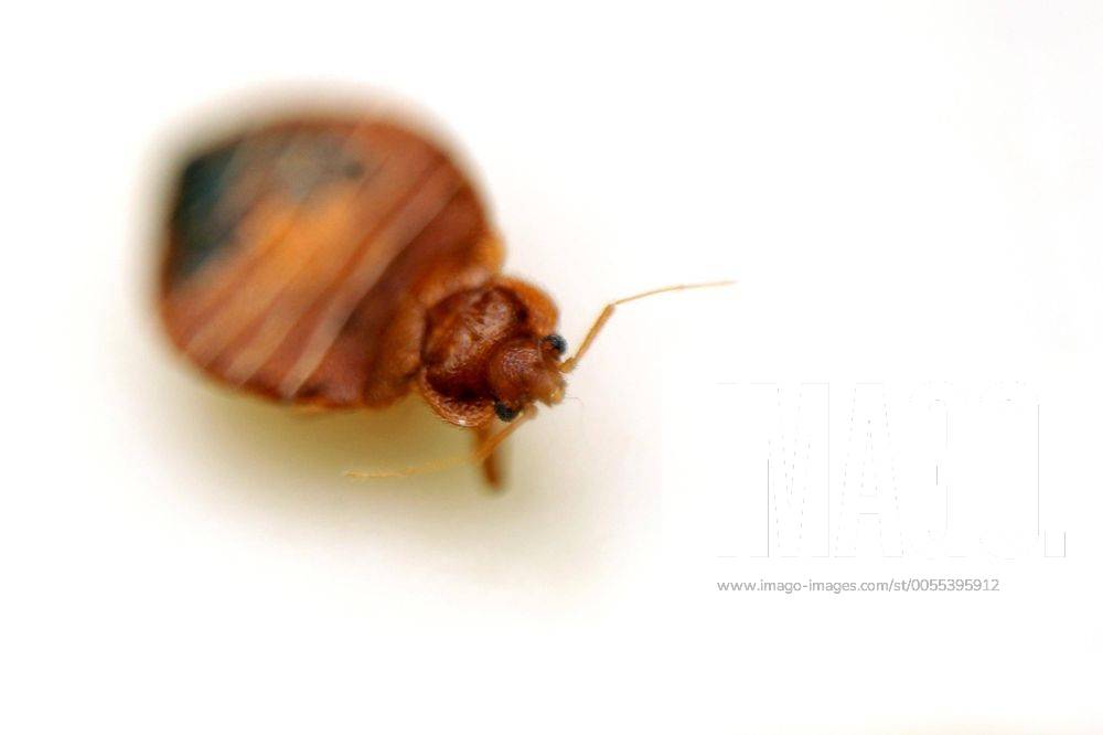 , Im Bild : Eine Bettwanze